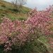 Prunus spinosissima - Photo (c) vladimir_epiktetov, some rights reserved (CC BY-NC), uploaded by vladimir_epiktetov