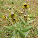 Fritillaria sewerzowii - Photo (c) vladimir_epiktetov, μερικά δικαιώματα διατηρούνται (CC BY-NC), uploaded by vladimir_epiktetov