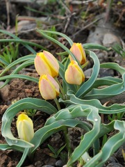 Tulipa lemmersii