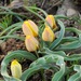 Tulipa lemmersii - Photo (c) vladimir_epiktetov, μερικά δικαιώματα διατηρούνται (CC BY-NC), uploaded by vladimir_epiktetov