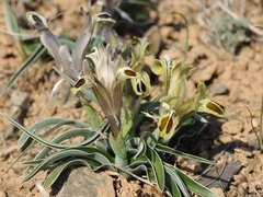 Iris almaatensis