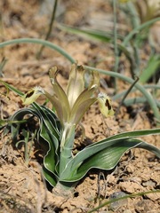 Iris almaatensis