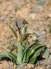 Iris almaatensis