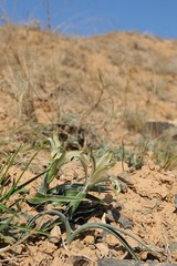 Iris almaatensis
