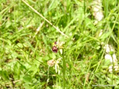 Ophrys sphegodes sphegodes