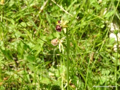 Ophrys sphegodes sphegodes