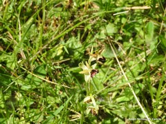 Ophrys sphegodes sphegodes