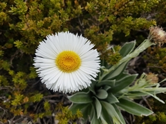 Celmisia semicordata