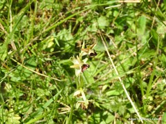 Ophrys sphegodes sphegodes