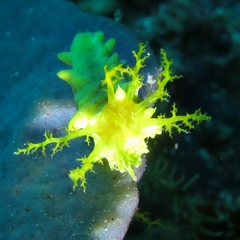 Colochirus robustus