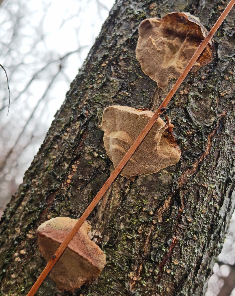 Phellinus pomaceus · November 2025 · photo: © p_andrey (iNaturalist, cc-by-nc)