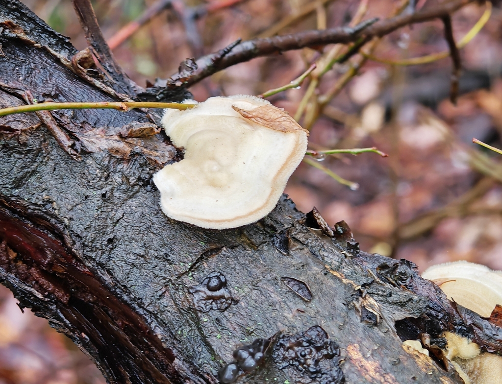 Trametes hirsuta · November 2025 · photo: © p_andrey (iNaturalist, cc-by-nc)
