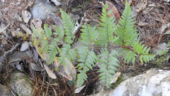 Davallia divaricata