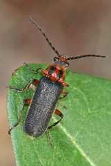 Atalantycha bilineata