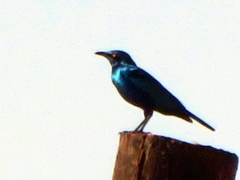 Lamprotornis chalybaeus