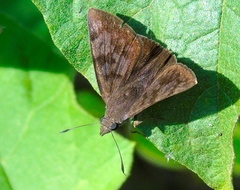 Pellicia arina