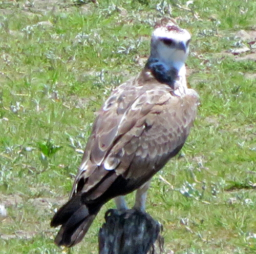 Martial Eagle