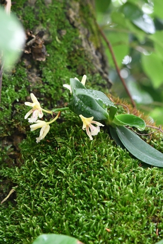 Sedirea japonica iNat (2)