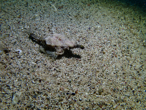 Dragon Seamoth — seen at this dive site