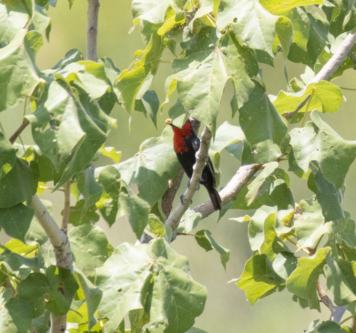 Black-billed Barbet (Lybius guifsobalito), photo 7
