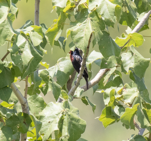 Black-billed Barbet (Lybius guifsobalito), photo 4
