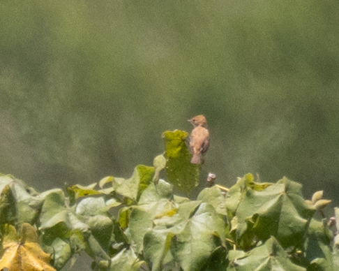 Foxy Cisticola (Cisticola troglodytes), photo 3