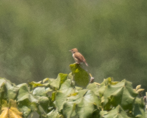 Foxy Cisticola (Cisticola troglodytes), photo 2