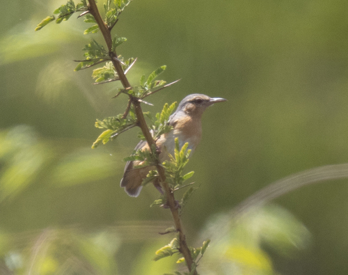 Northern Crombec (Sylvietta brachyura), photo 6