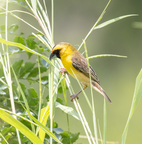 Compact Weaver (Pachyphantes superciliosus), photo 5