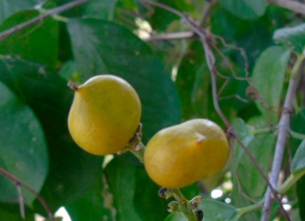 Bunchosia palmeri