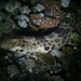 Halmahera Epaulette Shark - Photo (c) Sustainable Strategies Network, some rights reserved (CC BY-NC-SA), uploaded by Sustainable Strategies Network