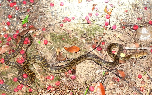 Australian Scrub Python sighting