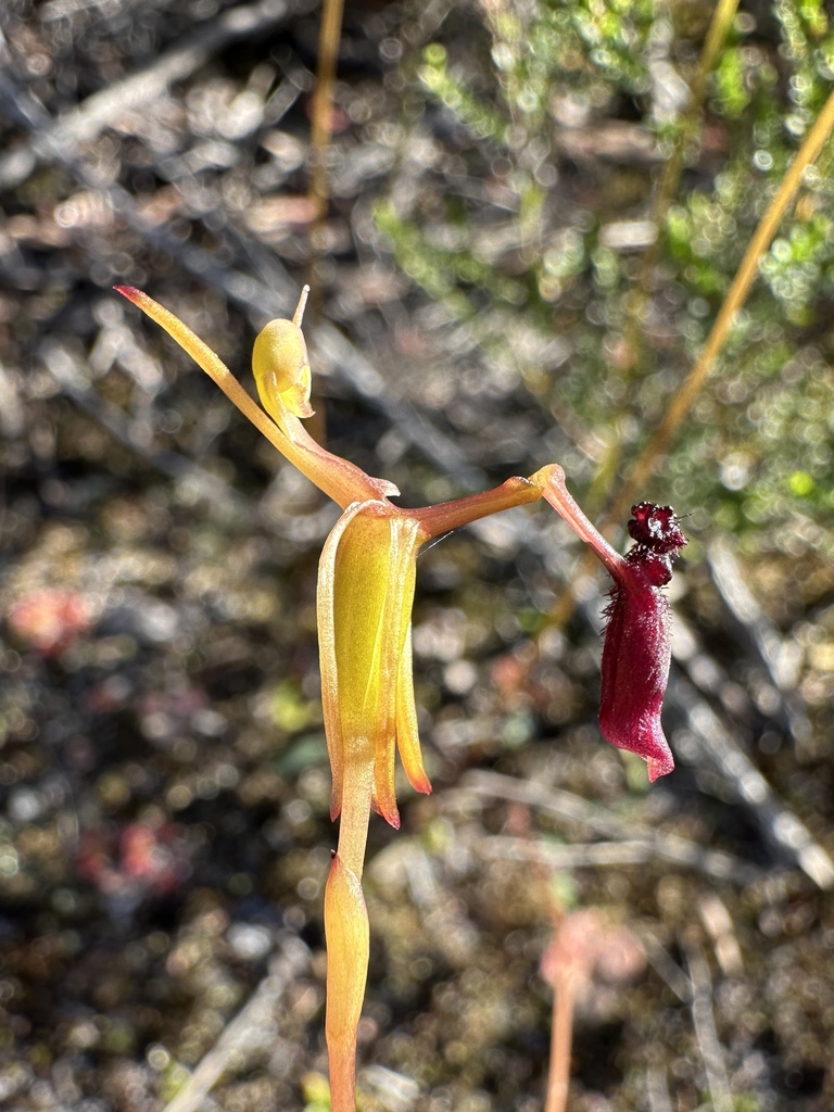 Drakaea thynniphila