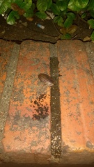 Blaberus discoidalis