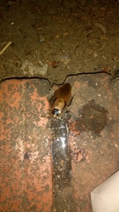 Blaberus discoidalis