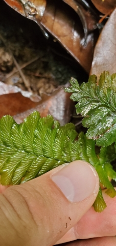 Cephalomanes atrovirens observed 2025-11-04