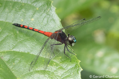 Amphithemis curvistyla