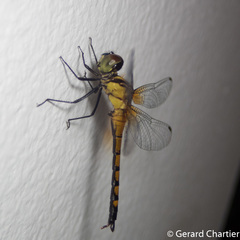 Amphithemis curvistyla