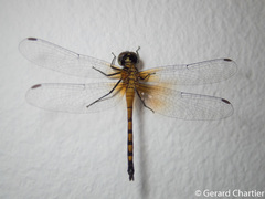 Amphithemis curvistyla