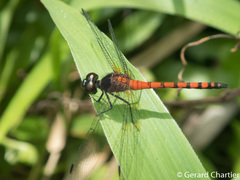 Amphithemis curvistyla
