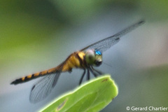 Amphithemis curvistyla