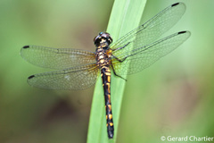 Amphithemis curvistyla