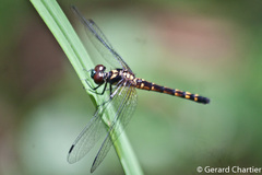Amphithemis curvistyla