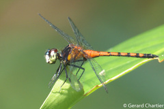 Amphithemis curvistyla