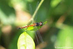 Amphithemis curvistyla