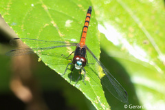 Amphithemis curvistyla