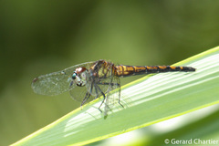 Amphithemis curvistyla