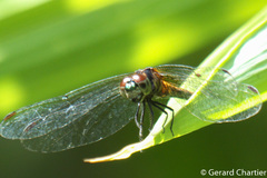 Amphithemis curvistyla