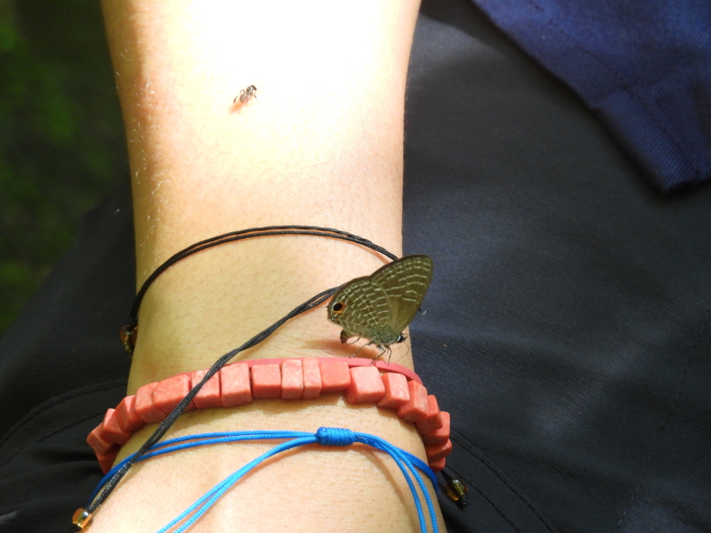 Nacaduba pendleburyi (Nacaduba pendleburyi)