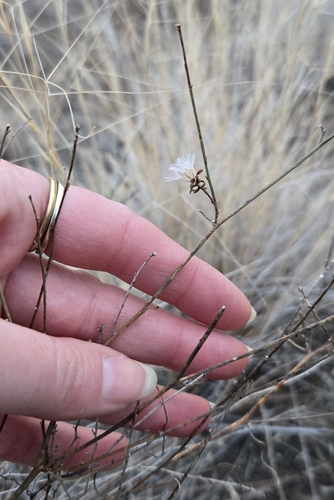 narrow-leaved wirelettuce (Stephanomeria tenuifolia)